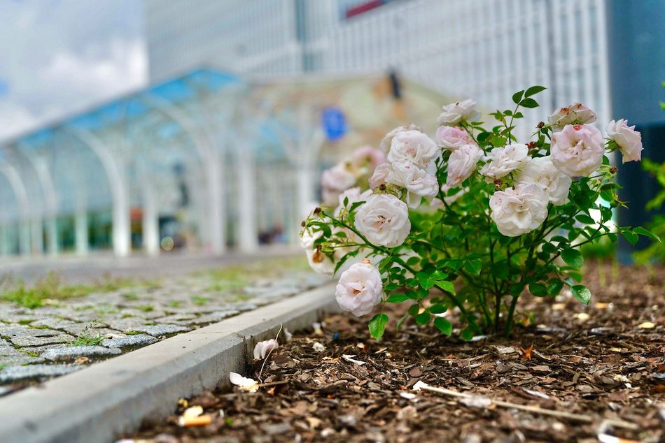 Łódź. Stajnia Jednorożców w Łodzi cała na zielono! Zamiast betonu ponad 500 mkw roślin
