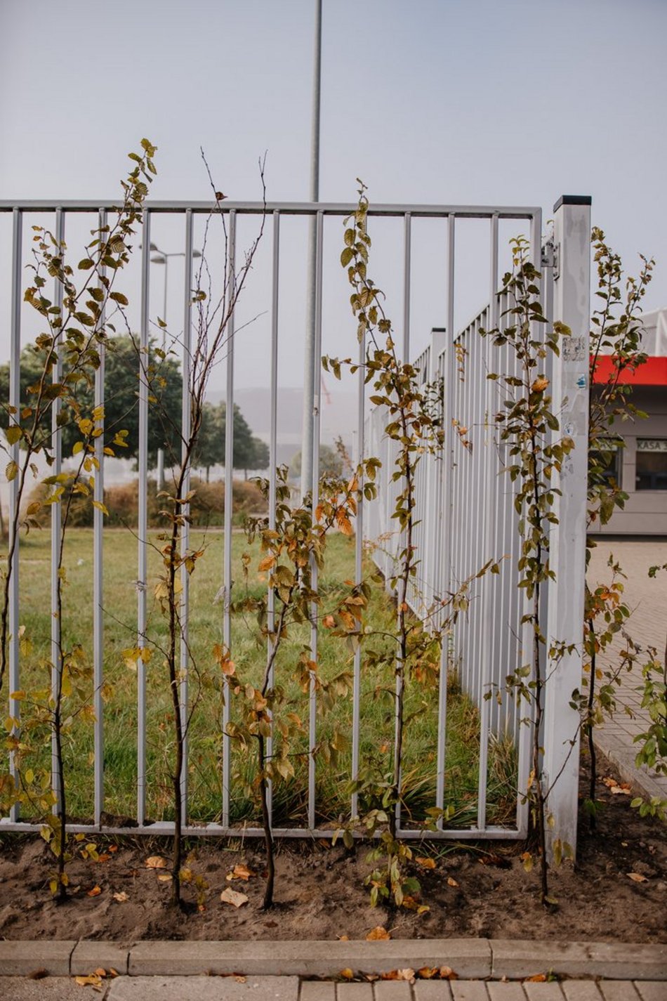 Zazieleni się przy Atlas Arenie w Łodzi! Będą nowe krzewy i ozdobne trawy