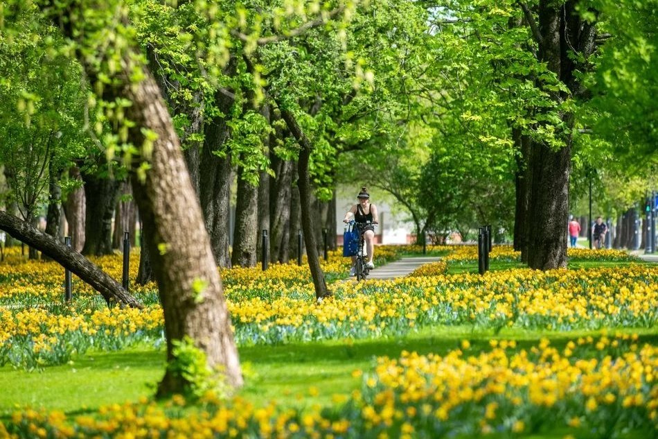 Łódź. Zielone zmiany