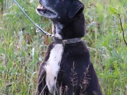 Łódź. Fado jest w schronisku w Łodzi od 4 lat i... wystarczy! Pomóż mu znaleźć nowy dom!