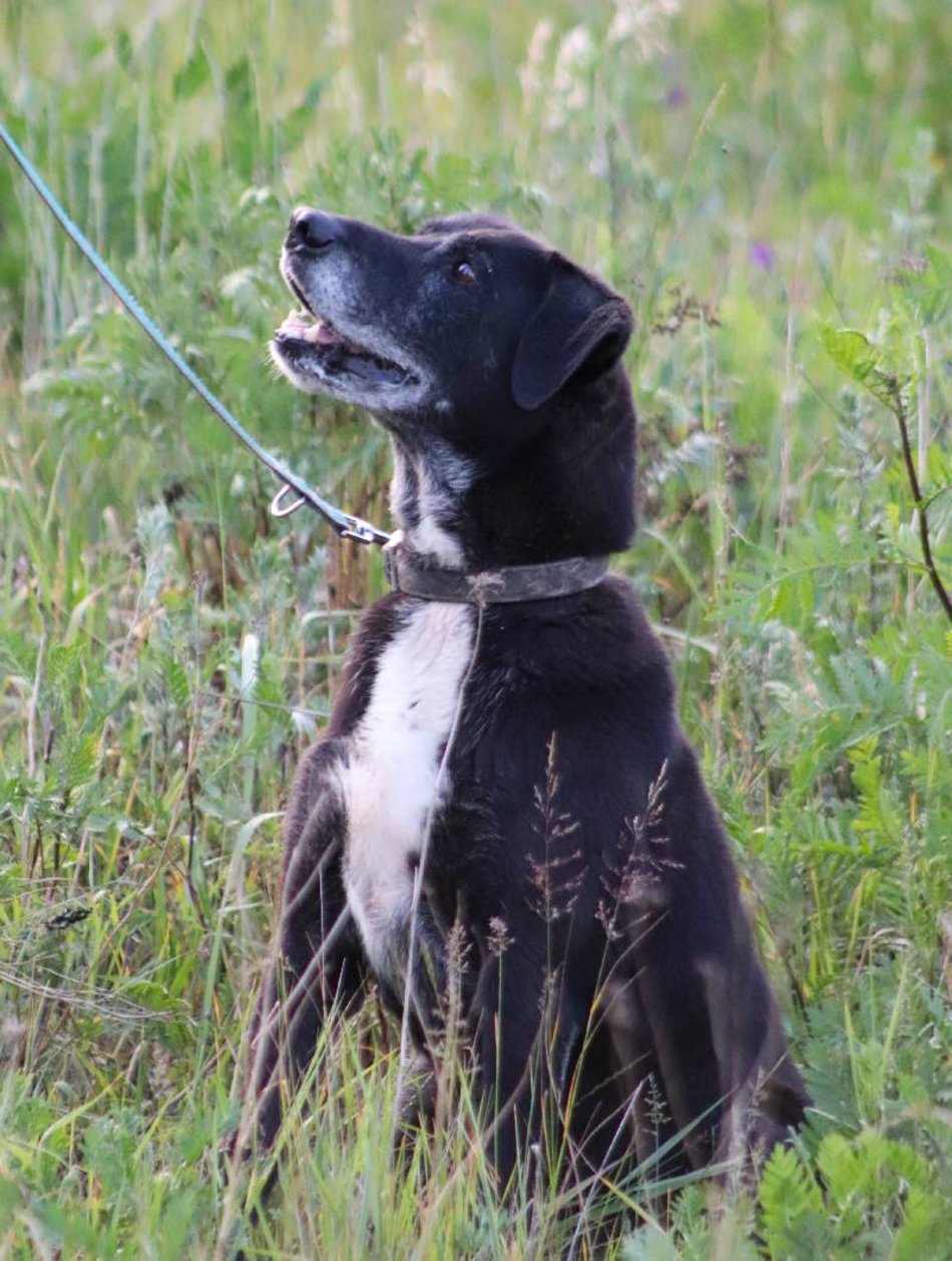Łódź. Fado jest w schronisku w Łodzi od 4 lat i... wystarczy! Pomóż mu znaleźć nowy dom!