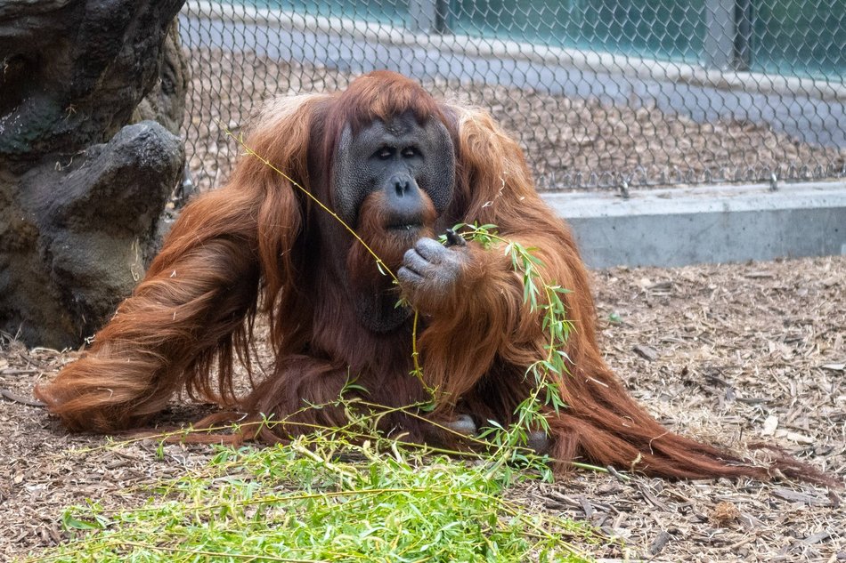 Łódź. Orangutan z Orientarium Zoo Łódź