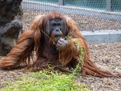 Łódź. Orangutan z Orientarium Zoo Łódź
