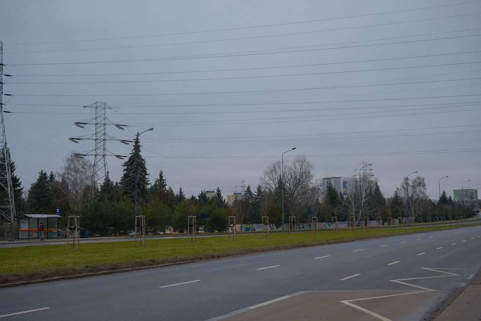 Łódź. Nasadzenia na ul. Puszkina w Łodzi