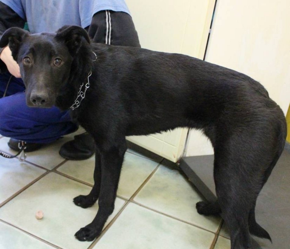 Łódź. Te zwierzaki zdecydowanie za długo czekają na nową rodzinę