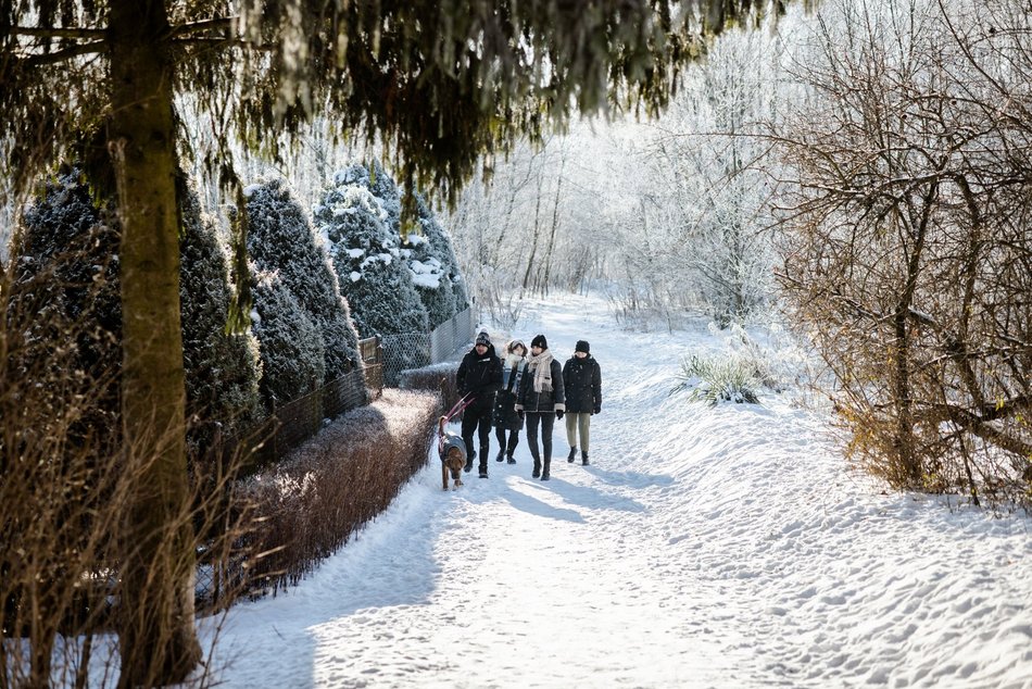 Łódź. Psy ze schroniska w Łodzi na spacerze