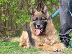 Łódź. Urocza Suzana ze schroniska w Łodzi pragnie miłości. Otwórz swoje serce i adoptuj!