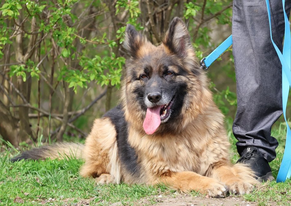 Łódź. Urocza Suzana ze schroniska w Łodzi pragnie miłości. Otwórz swoje serce i adoptuj!