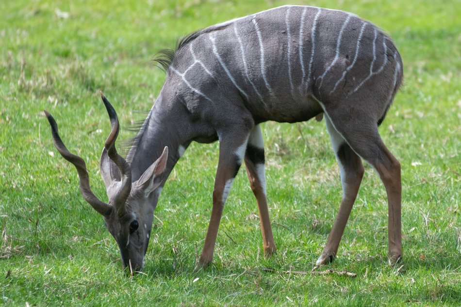 Orientarium Zoo Łódź. Jedyne stado kudu małych w Polsce. Co to za zwierzęta?