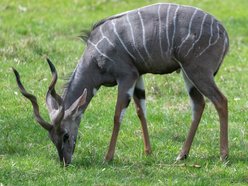 Orientarium Zoo Łódź. Jedyne stado kudu małych w Polsce. Co to za zwierzęta?