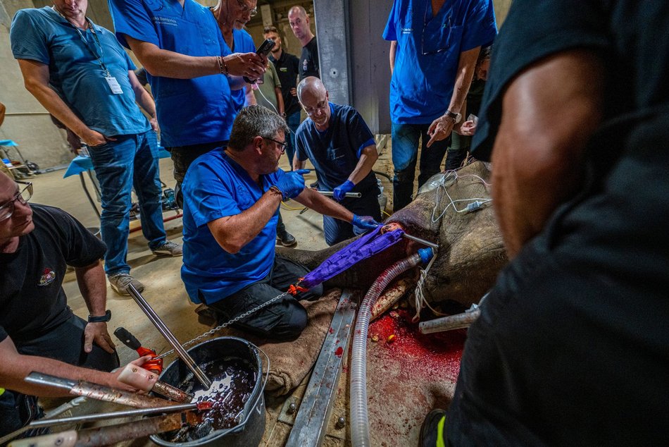 Sensacyjne wieści z Orientarium Zoo Łódź! Operacja słonia indyjskiego udana!