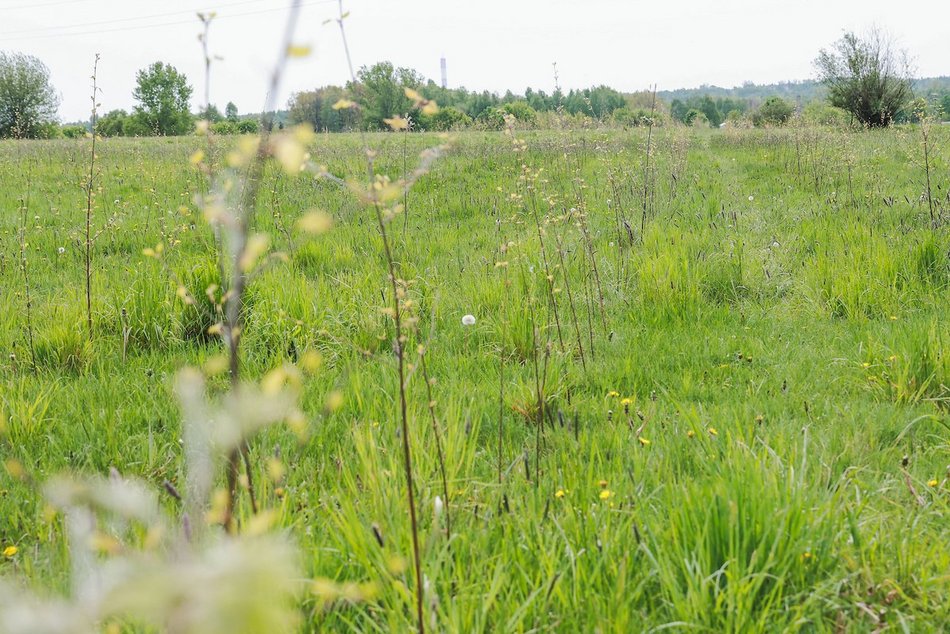 Łódź. Z 15 tysięcy małych sadzonek powstanie prawdziwy gaj!