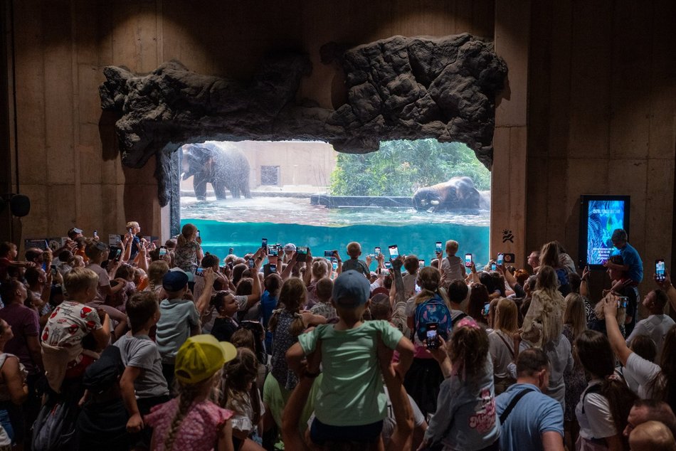 Łódź. Dzień Słonia w Orientarium Zoo Łódź. Tłumy łodzian i mnóstwo dobrej zabawy