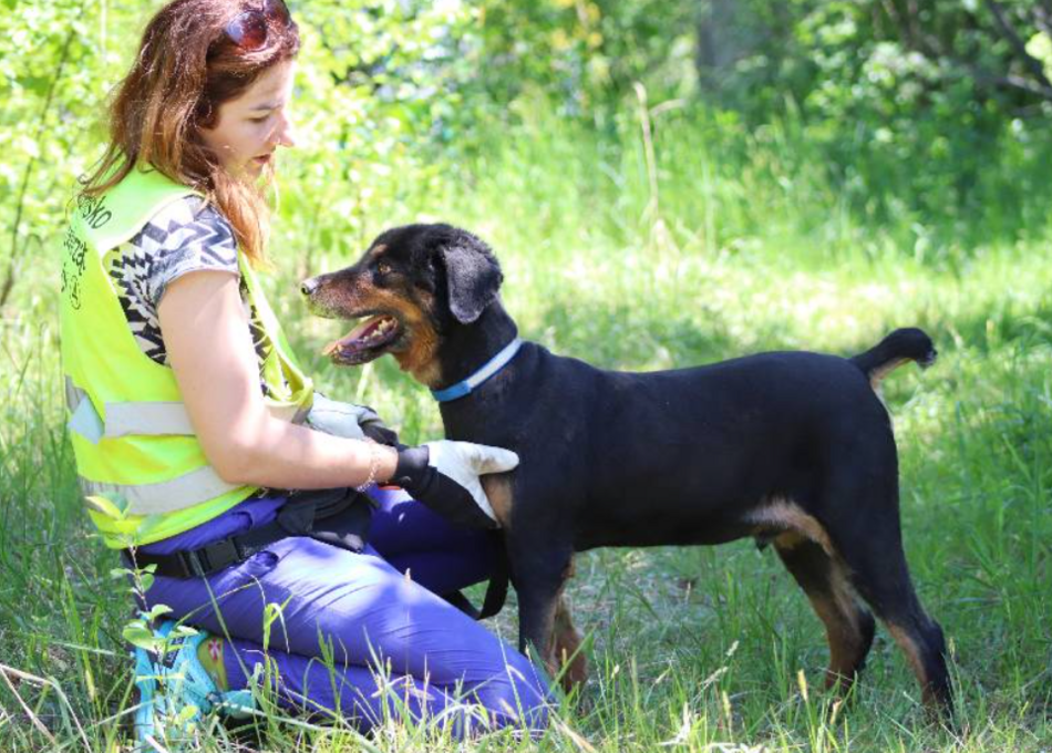 Łódź. Pies Janek ze schroniska w Łodzi