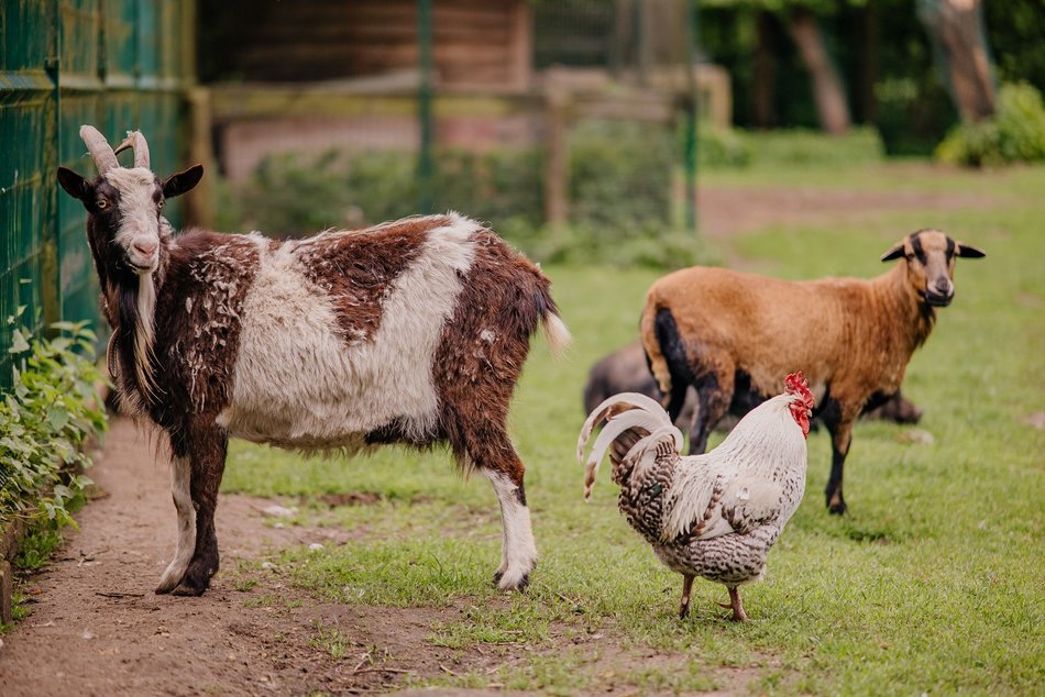 Łódź. Ośrodek Rehabilitacji Dzikich Zwierząt działa pełną parą. Ponad 1000 zwierząt w 2025 roku