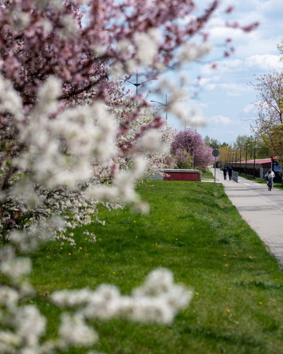 Łódź. Biało-różowy zawrót głowy na Rokicińskiej w Łodzi. Kwitnąca przyroda wygląda, jak z bajki!