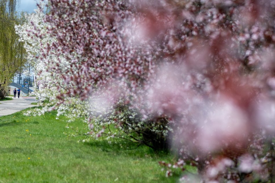 Łódź. Biało-różowy zawrót głowy na Rokicińskiej w Łodzi. Kwitnąca przyroda wygląda, jak z bajki!