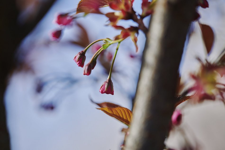 Łódź. Zobacz, jak skwer przy Kilińskiego i Rewolucji w Łodzi mieni się wszystkimi kolorami wiosny