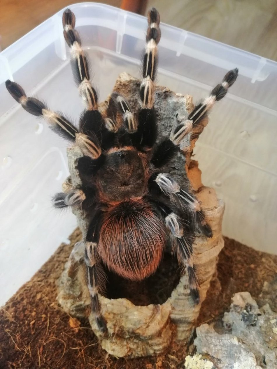Nhandu chromatus