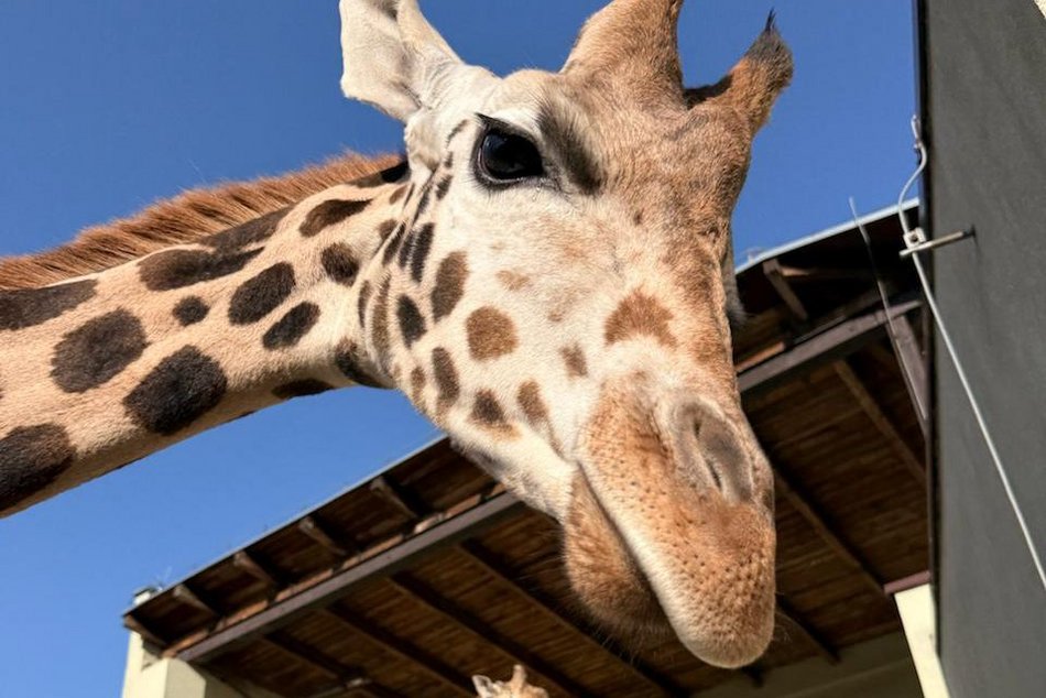 Dzień żyrafy w Orientarium Zoo Łódź. Dmuchańce, maseczki, naklejki i stoisko edukacyjne