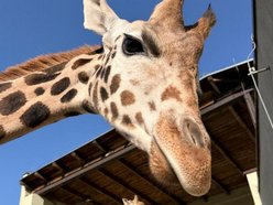 Dzień żyrafy w Orientarium Zoo Łódź. Dmuchańce, maseczki, naklejki i stoisko edukacyjne