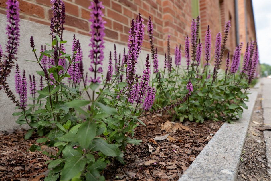 Ogrody fasadowe na Księżym Młynie przy ul. Przędzalnianej