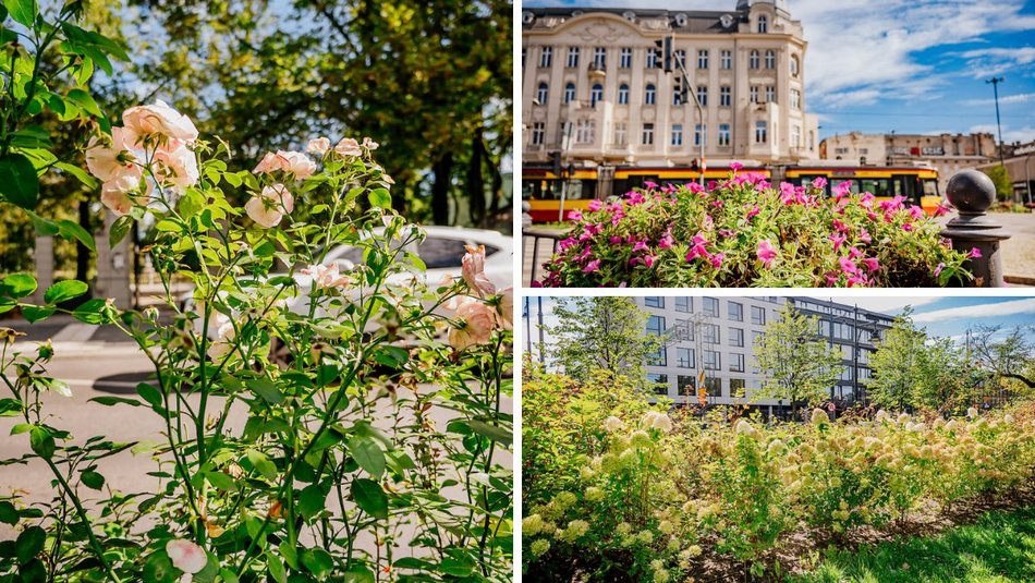 Łódź. Wrzesień w Łodzi potrafi zaskoczyć! Miasto wciąż tętni kolorami i zapachem kwiatów
