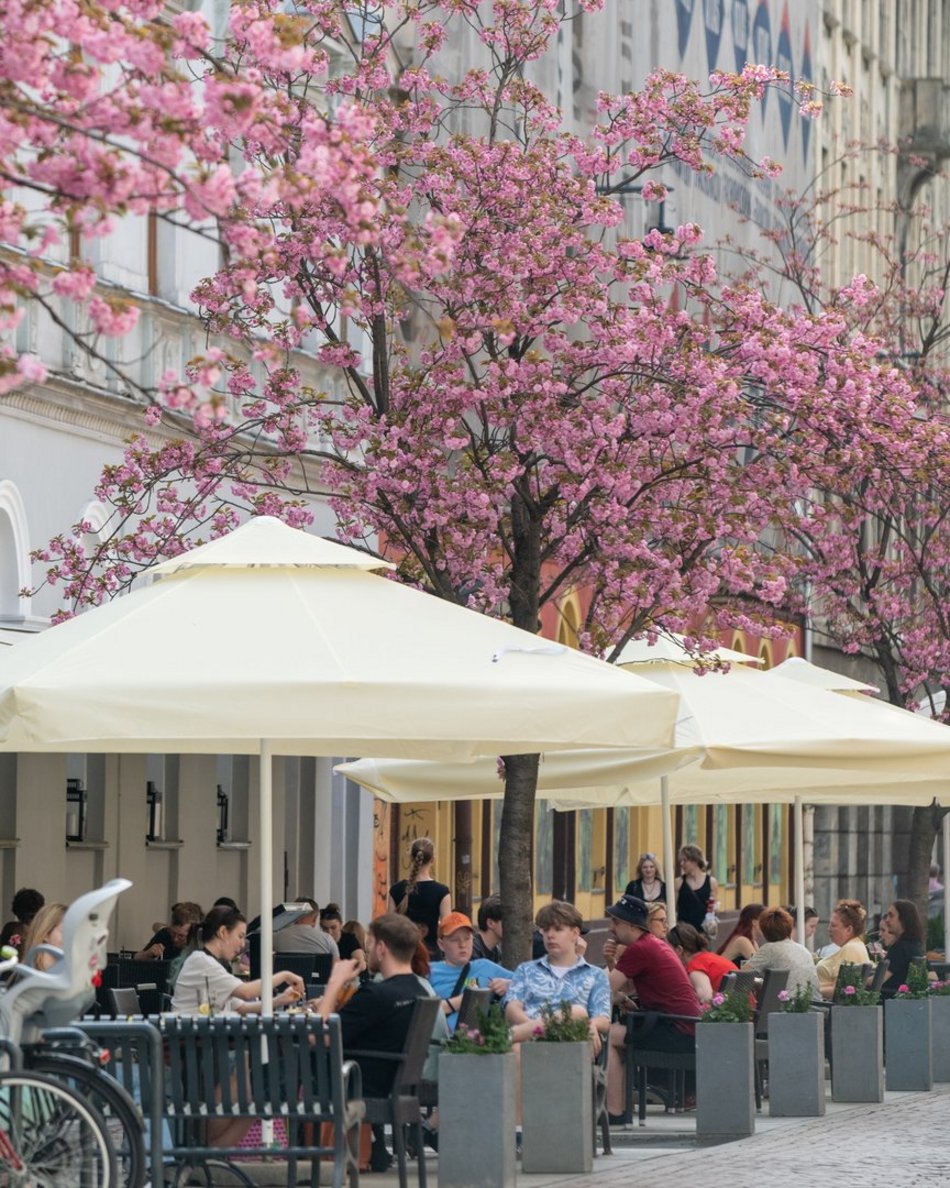 Zjawiskowy woonerf 6 sierpnia w Łodzi w wiosennych szatach! Rozkwitły wiśnie kanzan!