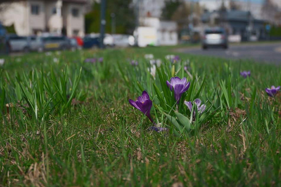 Łódź. Łódź tonie w kwiatach! Wielokolorowe kompozycje w całym mieście!