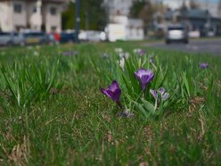 Łódź. Łódź tonie w kwiatach! Wielokolorowe kompozycje w całym mieście!