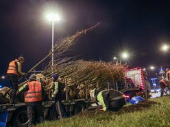 Łódź. Nowe drzewa przy Jana Pawła II