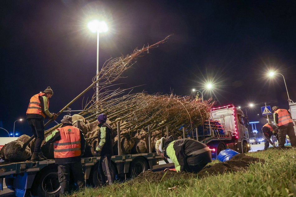 Łódź. Nowe drzewa przy Jana Pawła II
