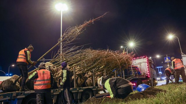 Kiedy miasto śpi, Łódź sadzi! Aż 400 nowych drzew przy Jana Pawła II [ZDJĘCIA]