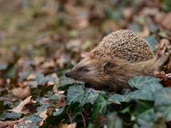 Łódź. Wiosenne przebudzenie jeży w Łodzi. Jak pomóc zwierzętom wracającym do życia po zimie?