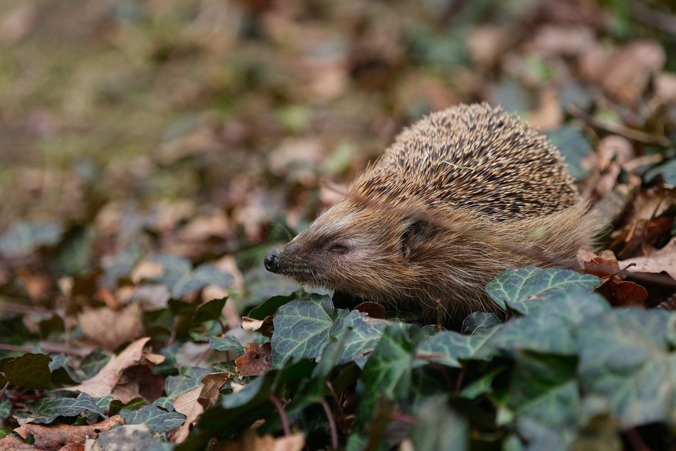 Łódź. Wiosenne przebudzenie jeży w Łodzi. Jak pomóc zwierzętom wracającym do życia po zimie?