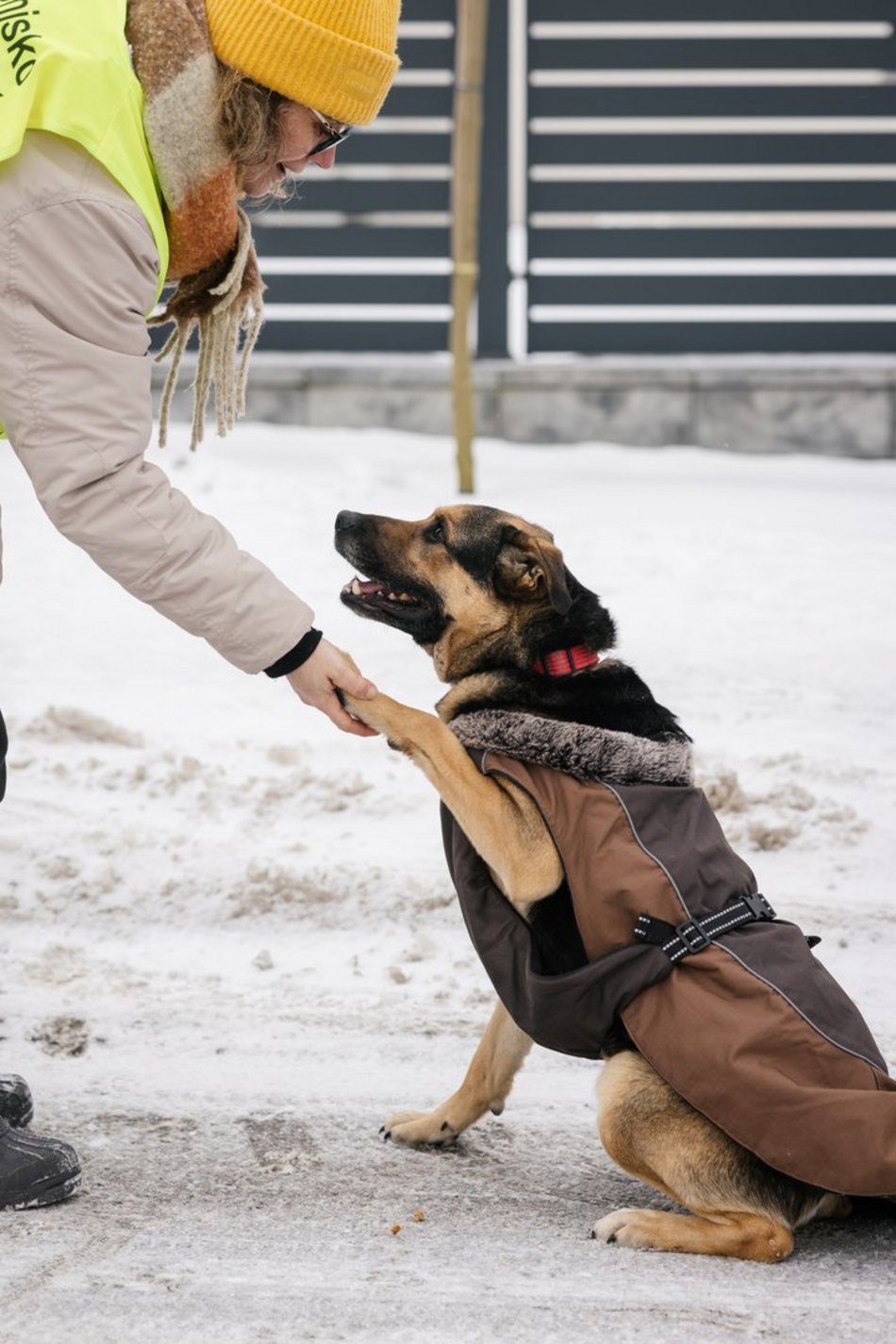 Łódź. Psy ze schroniska w Łodzi znów na spacerze! Dla tych wesołych pyszczków aż chce się chodzić!