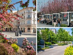 Łódź. Łódź weszła w lato na zielono! Tysiące nowych drzew, kwiaty i trawniki