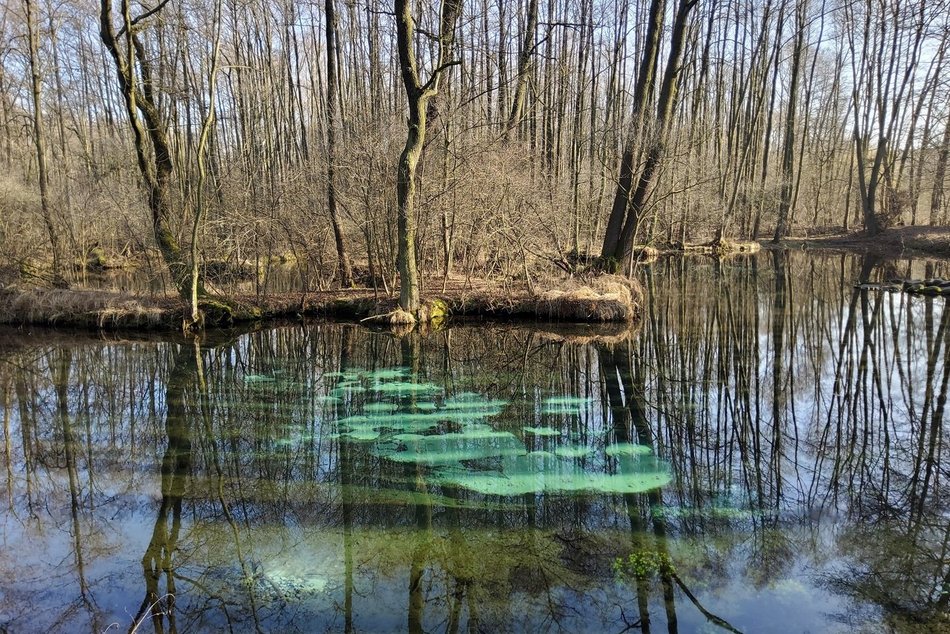 Rezerwat Niebieskie Źródła
