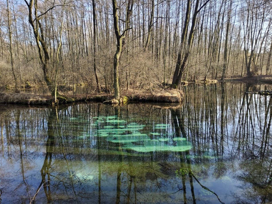 Rezerwat Niebieskie Źródła