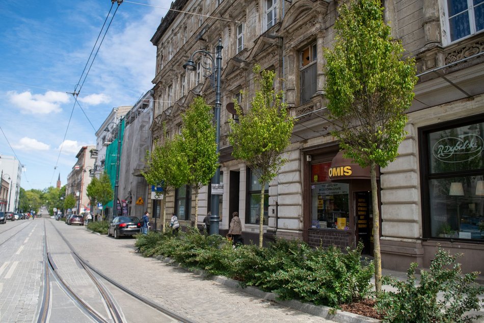 Nowe drzewa na Legionów, Nowomiejskiej i Sterlinga w Łodzi. Śródmieście coraz bardziej zielone!