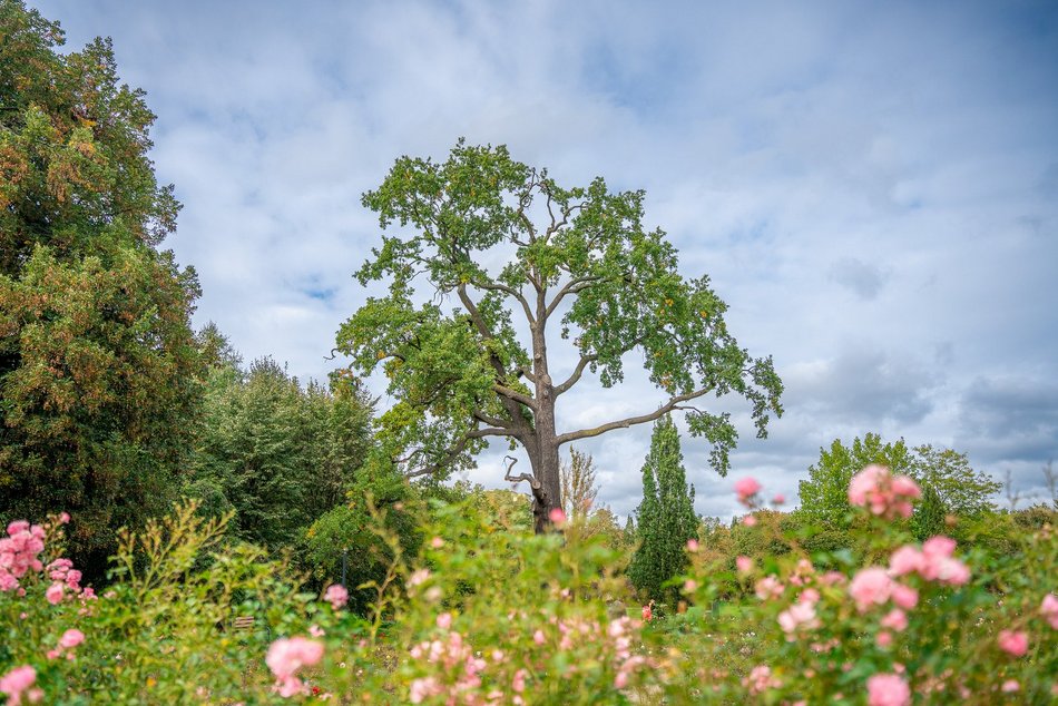 Park Ocalałych w Łodzi