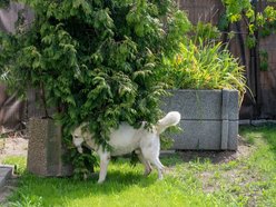 Rekordowa liczba adopcji psów ze Schroniska w Łodzi