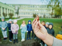 Tulipany na 600-lecie miasta