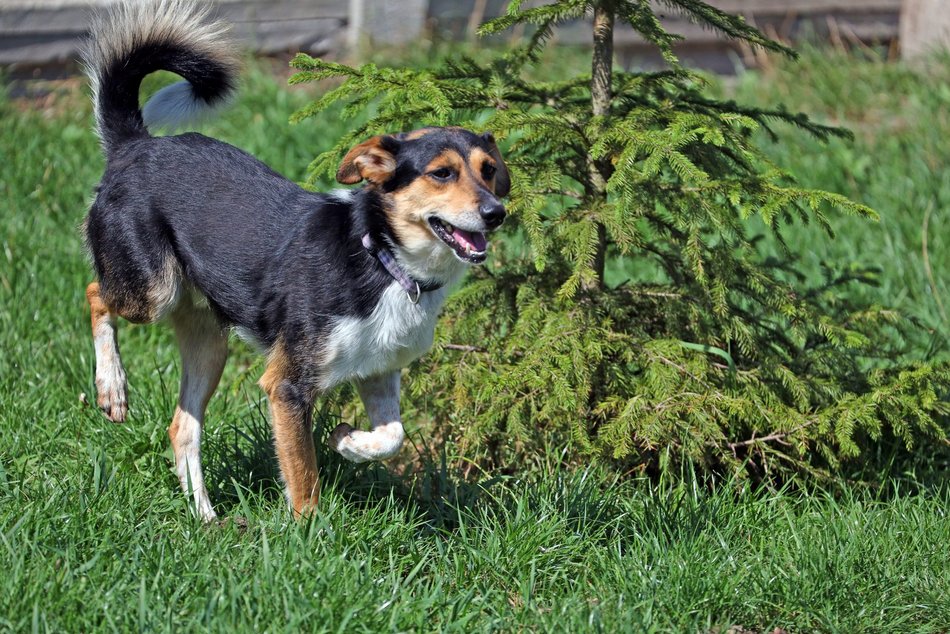 Schronisko w Łodzi. Mnóstwo zwierząt czeka na na nowy dom!
