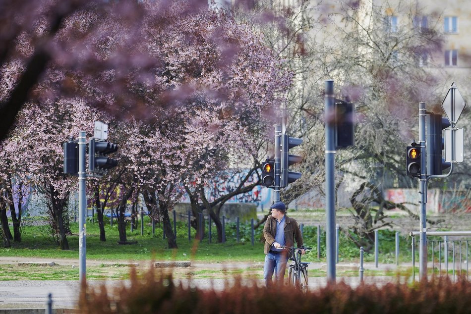Łódź. Na skrzyżowaniu Kilińskiego i Narutowicza niczym w Japonii. Różowe drzewa przykuwają wzrok!