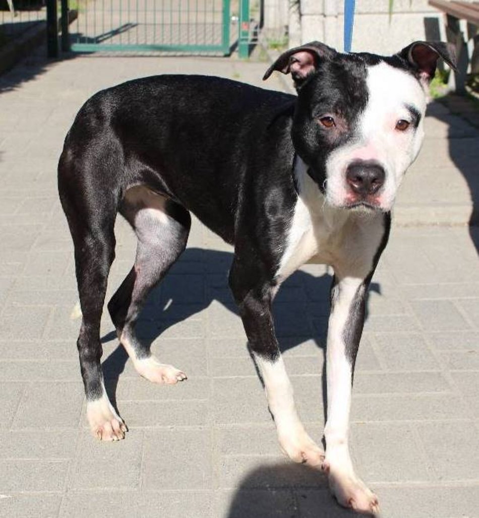 Łódź. Lulu ze schroniska w Łodzi to otwarty i kontaktowy psiak. Podaruj jej nowy dom!