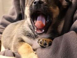 Łódź. Pies Mario ze schroniska w Łodzi