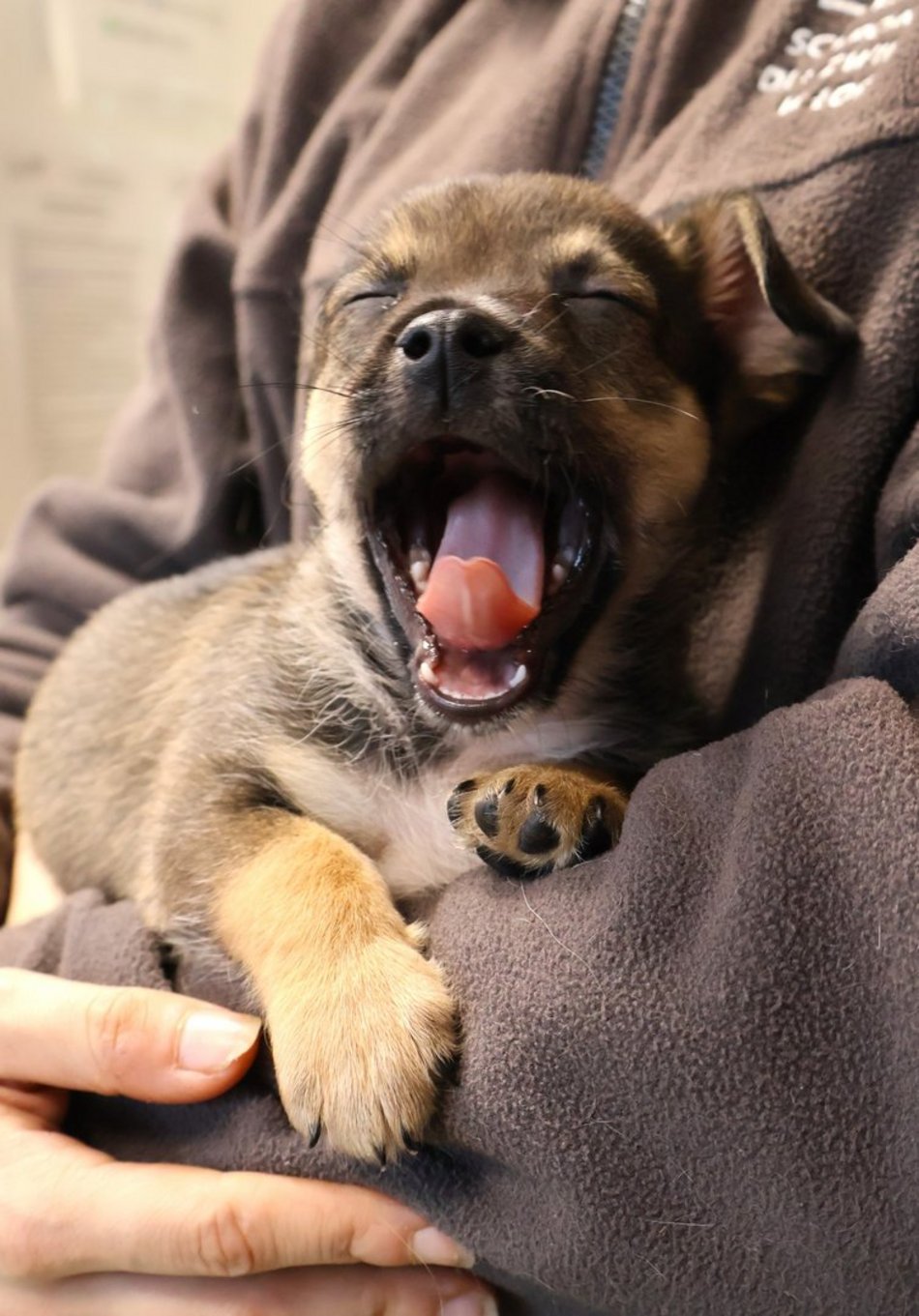 Łódź. Pies Mario ze schroniska w Łodzi