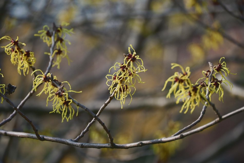 Łódź. Ogród Botaniczny w Łodzi