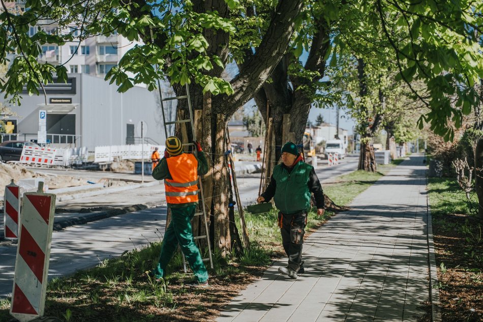 Łódź. Łódź ratuje kasztanowce. Aż 1000 pułapek na szrotówka na ulicach miasta